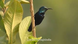 Male Purple Sunbird Calling  A Bird Video [upl. by Aelegna]