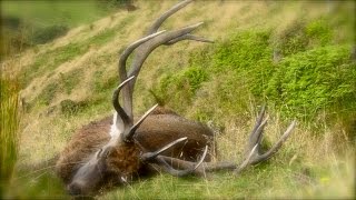 Hunting trophy Red deer with 270 Win distance 244 meters in the roar in New Zealand part 70 [upl. by Rockwell]