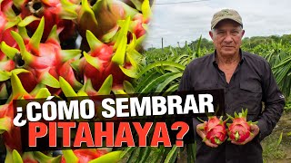 ¿Cómo Sembrar Pitahaya  La Famosa Dragon Fruit [upl. by Angel]