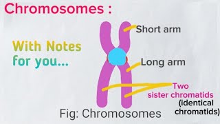 Nucleolus amp Chromosomes  Class 11 Nucleus Part  2 Cell Lecture5 Biology medicalmedicos [upl. by Bronder]