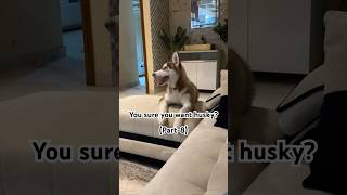 Funny husky siberianhusky husky viral shorts funnydogvideos funnyvideo dog pet funnyhusky [upl. by Giulio]