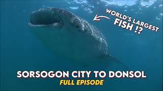 Finding the Worlds Largest Fish in Donsol Sorsogon [upl. by Gnurt311]