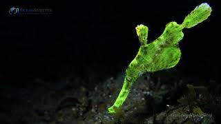 Halimeda Ghost Pipefish [upl. by Annawot837]