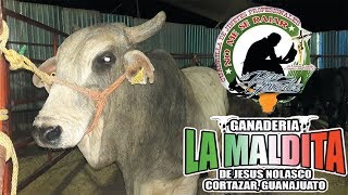 LOS TOROS MALDITOS DE CHUY NOLASCO en TEPOSCOLULA OAX 2018 [upl. by Enileme876]