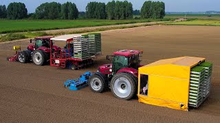 Knolselderij planten  Planting Celeriac  Case IH  Ferrari Growtech  Knollensellerie pflanzen [upl. by Gnaoh920]