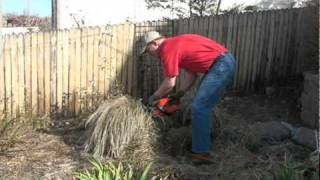 Pruning a Karl Foerster Grass to promote the best spring growth [upl. by Marchese]