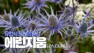 Eng Sub EP13 식물 역사 이야기 유럽식 정원의 완성 에린지움Eryngium [upl. by Oirom]