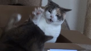 Cat Steals Other Cats Box Treasure [upl. by Shepp]