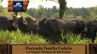 FINCA FAMILIA CEDEÑO LA GUARIA LA FORTUNA SAN CARLOS [upl. by Llirpa855]