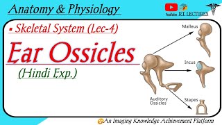 Ear Ossicles  Associated Skull Bones  Auditory ossicles  Anatomy amp Physiology [upl. by Gerardo877]