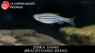 Brachydanio rerio THE ADVENTUROUS ZEBRA DANIO Leopard Aquatic U001A [upl. by Trik827]