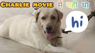 Charlie 777 movie मे यही lebra dog था। Charlie 777 south movie 🍿 🐕🐶🐕 [upl. by Alida]