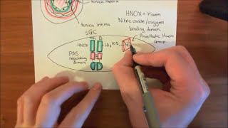 Pulmonary Hypertension Part 2 [upl. by Eetsirhc769]