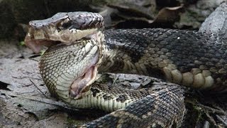 Cottonmouth vs Rattlesnake 02  Cottonmouth Kills amp Eats Rattlesnake  Time Lapse [upl. by Schwinn]