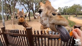 Virtual Giraffe Encounter at Taronga Western Plains Zoo [upl. by Artimas651]