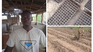 Progress in my 2024 dry season tomatoes farming [upl. by Ricky]