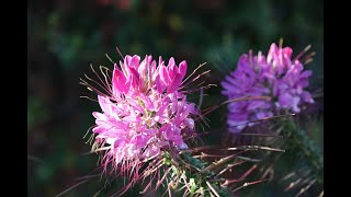 Cleome ll Spider Flower ll My Garden Flowers ll 醉蝶繡球、蜘蛛花 ll 552 [upl. by Elleniad]