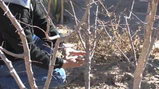 APRICOT TREE PRUNING [upl. by Lennie185]