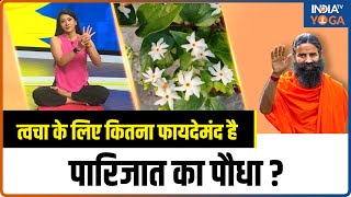 Parijat Plant Benefits त्वचा के लिए कितना फायदेमंद है पारिजात का पौधा  जानें इसके जबरदस्त फायदे [upl. by Orlosky311]