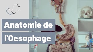 Cours danatomie de loesophage [upl. by Aynav]