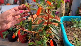 Best Flowering Plant for Small Containers  Seemannia Sylvatica Care and Propagation [upl. by Nicole]