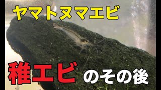 ヤマトヌマエビの稚エビの成長記録 [upl. by Mutat]