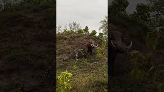 花豹伏击疣猪，疣猪的力量可真大啊Leopard Ambushes Warthog – Impressive Strength Displayed by the Warthog [upl. by Basile]