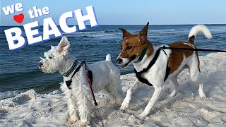 MY DOGS HAVE A BLAST AT THE BEACH [upl. by Terbecki]