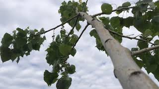 Wind in the Poplar [upl. by Ebony852]