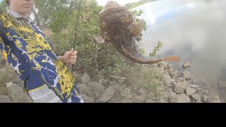 Townsville Trip aplin weir fishing 😡 [upl. by Wey]