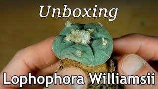 Unboxing Lophophora williamsii [upl. by Juliana]