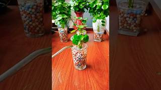 Best Water Plant for Indoor Gardens Decoration  Water Plants Propagate in Water Tips [upl. by Cliff731]