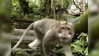 WILD Boy Attacked by a Macaque  Indonesian Wild Monkey [upl. by Lail512]