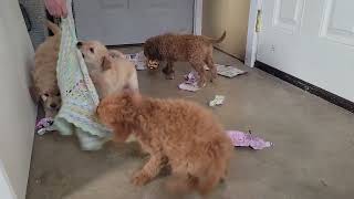 Cute Mini Labradoodle Puppies playing [upl. by Lebasy]