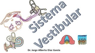 Sistema vestibular resumen [upl. by Choo]