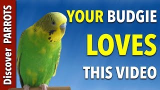 Your Budgie LOVES this Video  Discover PARROTS [upl. by Clotilde831]