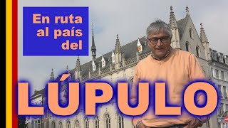 ¿Por qué el lúpulo es el ingrediente clave de la cerveza En ruta a Poperinge al país del lúpulo [upl. by Wichern]