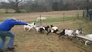 Funny Fainting Goats [upl. by Nerita]