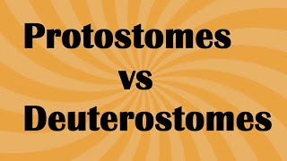 Biology Protostomes vs Deuterostome [upl. by Elbas77]