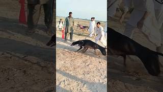 Greyhound Dog Race trending video viral shortvideo dog animals race puppy pets greyhound [upl. by Alfonse]