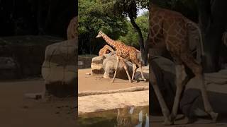 Zoológico de Chapultepec Um refúgio de vida selvagem na Cidade do México Entrada gratuita zoo [upl. by Ruben]