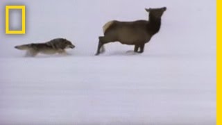 Wolf Hunting Tactics  National Geographic [upl. by Worthington573]