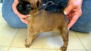 brussels griffon puppies 5 weeks old [upl. by Tuddor757]