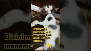 Mereka juga berhak hidup dengan layak🥰 kucinglucuiimut catlover kucing pecintakucingkampungimut [upl. by Aldas]