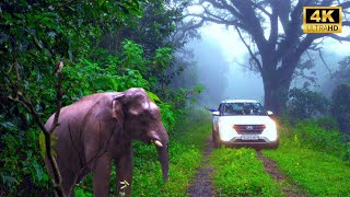 ആതിരപ്പിള്ളിക്കും വാൽപ്പാറക്കും ഇടയിൽ Sholayar കാട്ടിൽ ഒരു ദിവസം  Ambalappara IB KSEB  4K UHD [upl. by Akehsay]