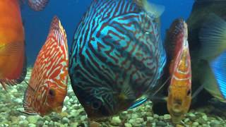 Discus fish sales  Uk largest selection of discus [upl. by Gluck371]