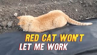 Red cat wont let me work [upl. by Melentha539]