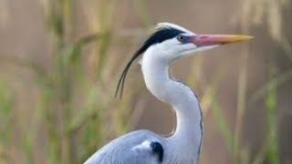 Grey Heron Ardea Cinerea [upl. by Zoller935]