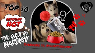 Why To Never Get a Husky 10 Reasons [upl. by Vivianne]