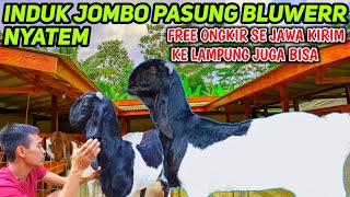 HARGA INDUKAN KAMBING ETAWA SUPER RAS KALIGESING TERBARU [upl. by Isdnyl352]